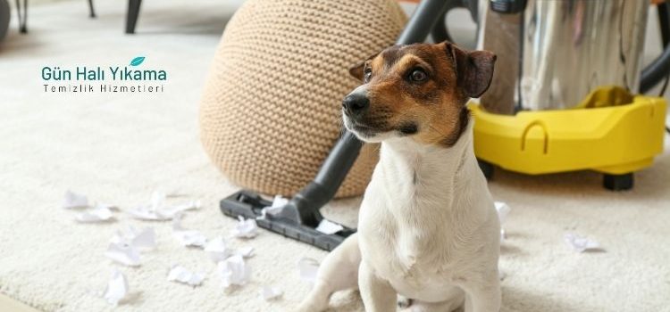 Shaggy Halı Yıkama
